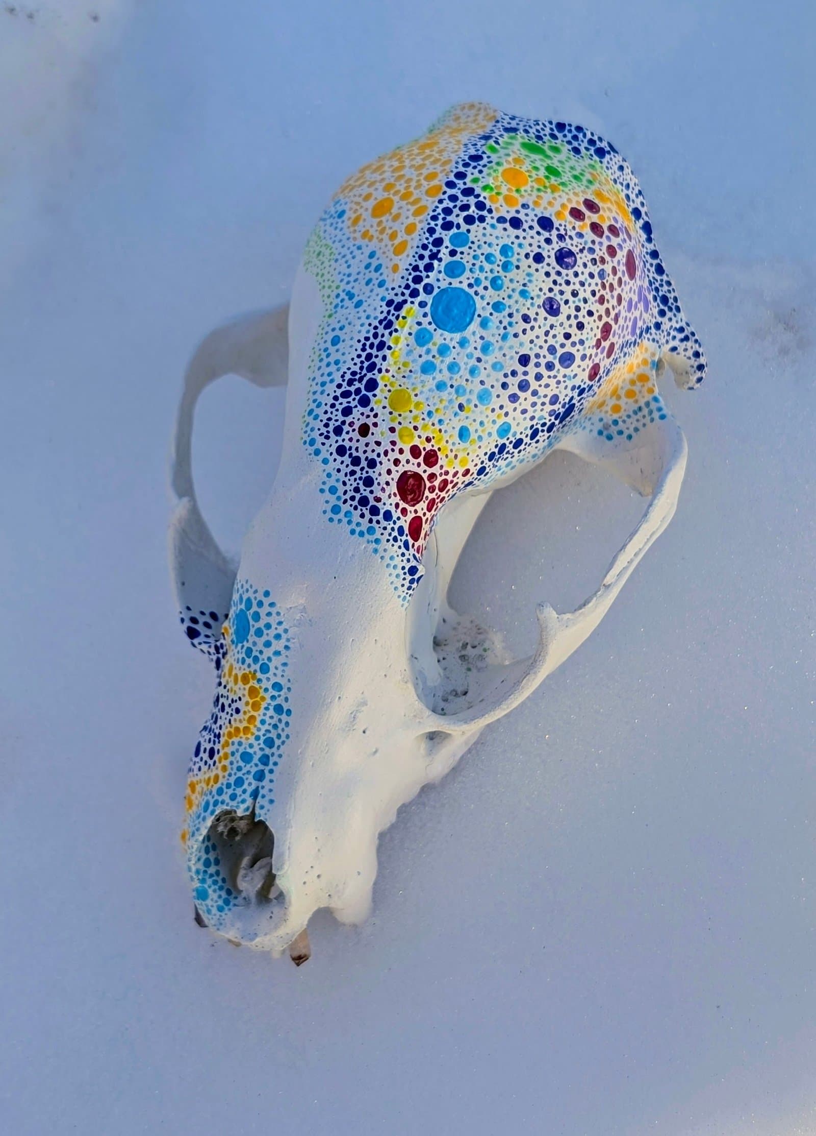 Sunlight on the Snow - Raccoon Skull Art